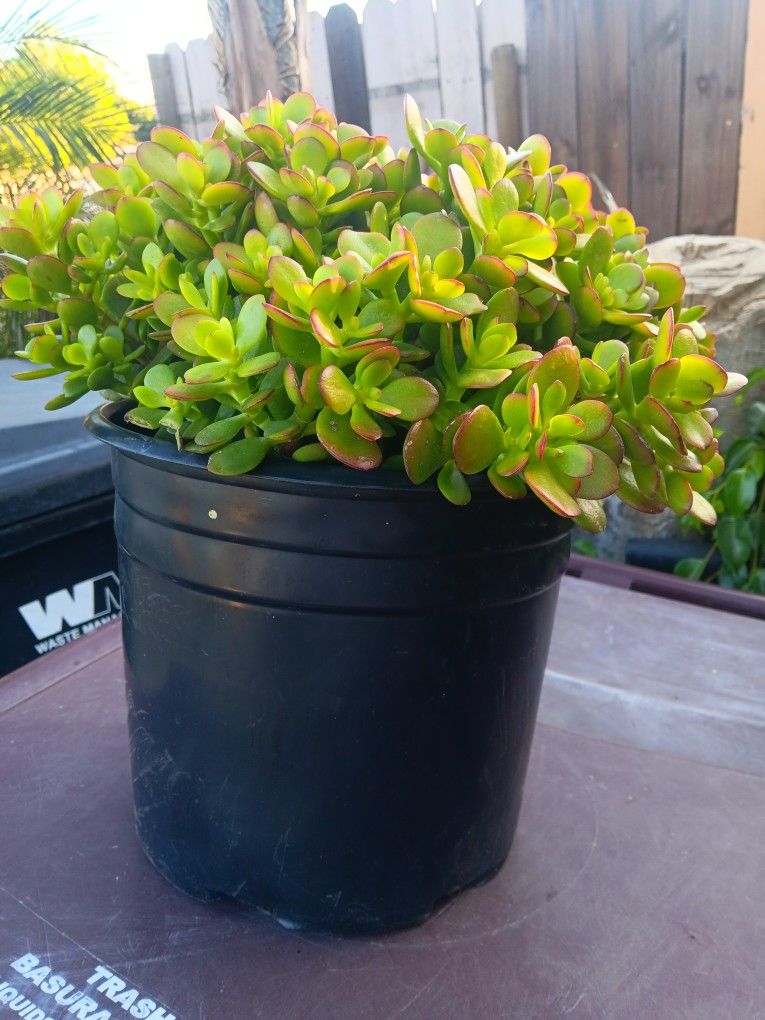 Crassula Crosby