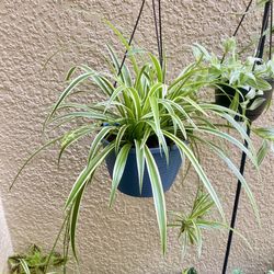 Clorophytum Plant 