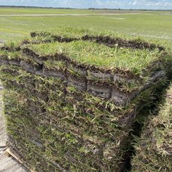 St. Augustine Sod Cut To Order