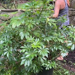 Schefflera Plant