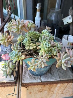 Succulents