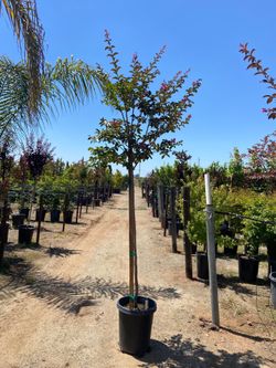 Árbol de sombra a la venta