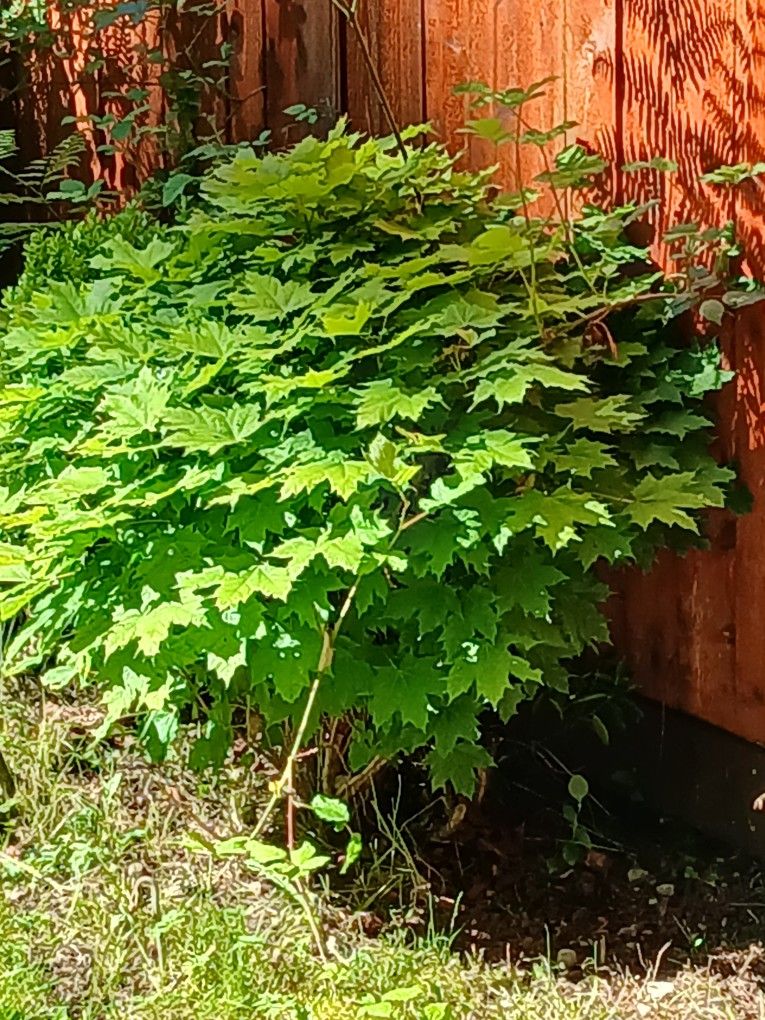 Small Maple Tree