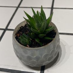 Succulent Plant 🪴 