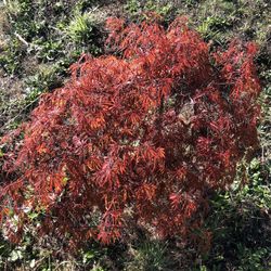 Japanese maple u-dig Ready To Relocate