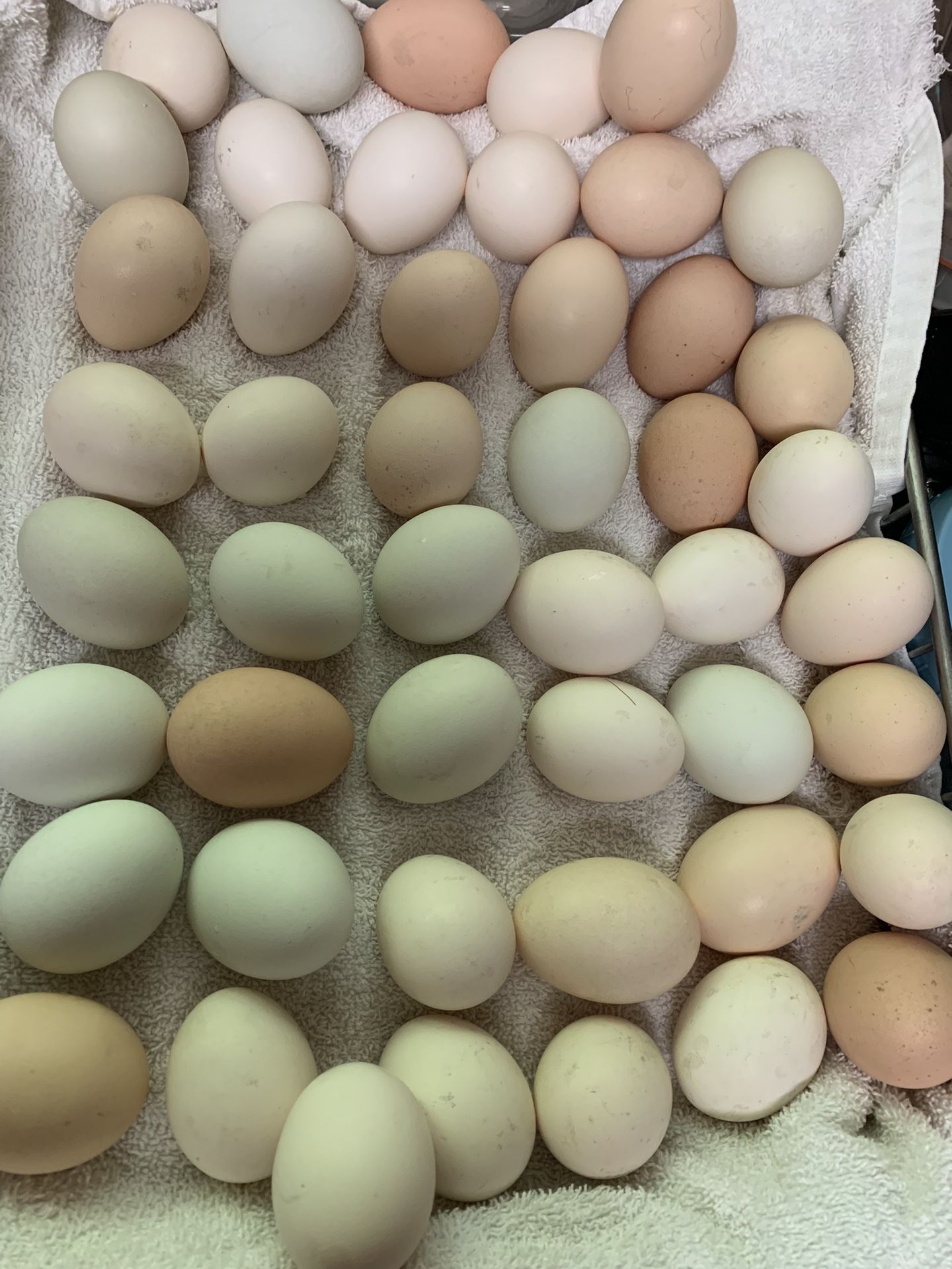 Organic , Fresh Eggs