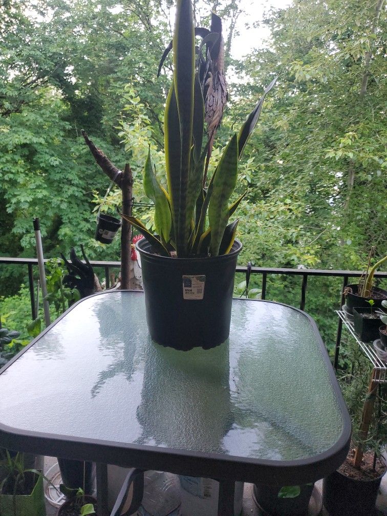 Shakespeare Plant