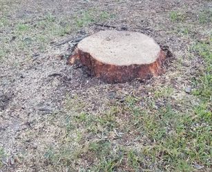 Stump grinder Removal