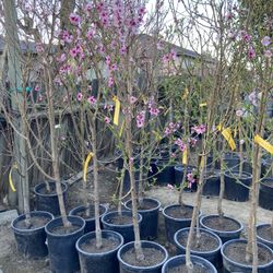 Peaches Trees crystal, Donut ,Apricot N Nectarines