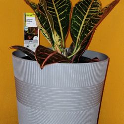 Croton Plant 