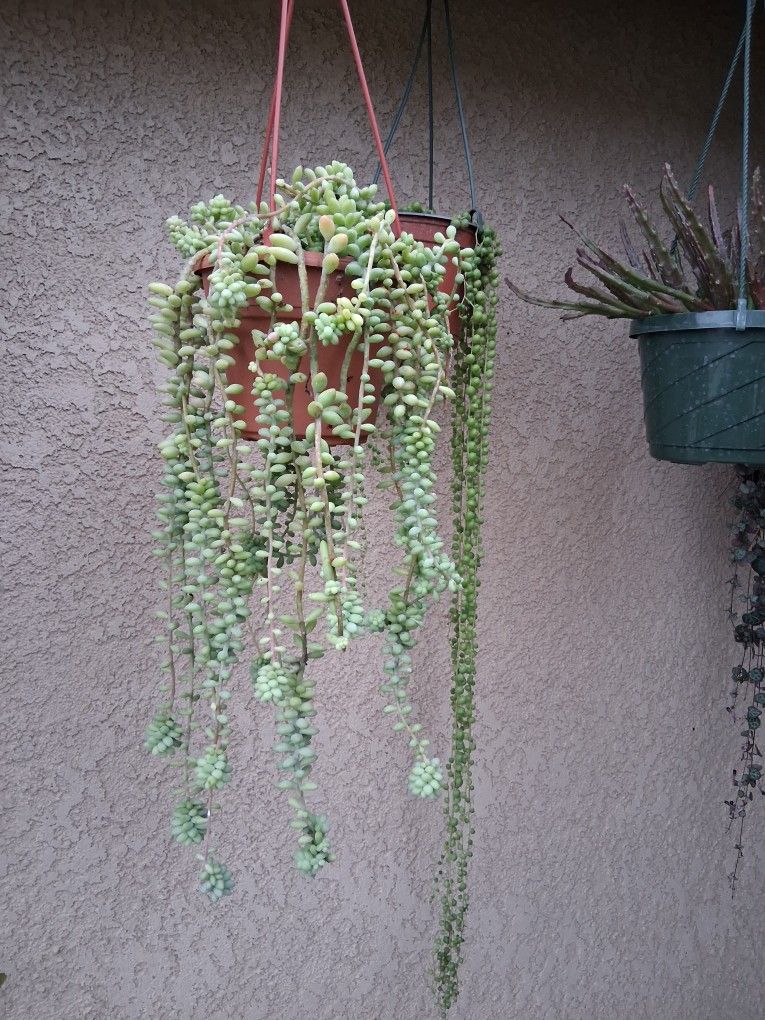 Donkey Tails Succulent Plant $25