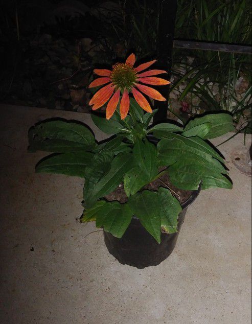 Perennial coneflower plants$6 Each pot