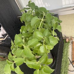 Gorgeous Cuban Oregano Plant For Sale In A 4 Gallon Size Pot $45
