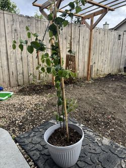 Plants