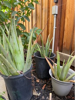 Aloe Vera plants