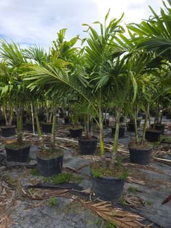 Christmas palms over 8 feet tall Instant privacy Hedge and decoration