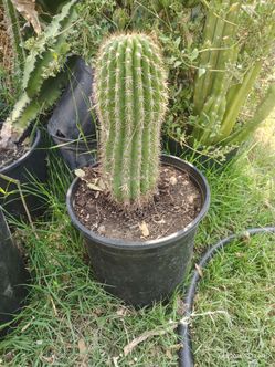 Red torch cactus plant