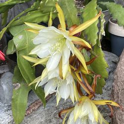 Pale Yellow Orchid cactus- Cutting Only  