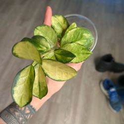 Hoya Australis Lisa 