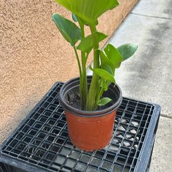 Love ❤️ plants  while Lily