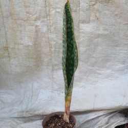 Sansevieria Whales Fin Plant (pls Read Description Below)