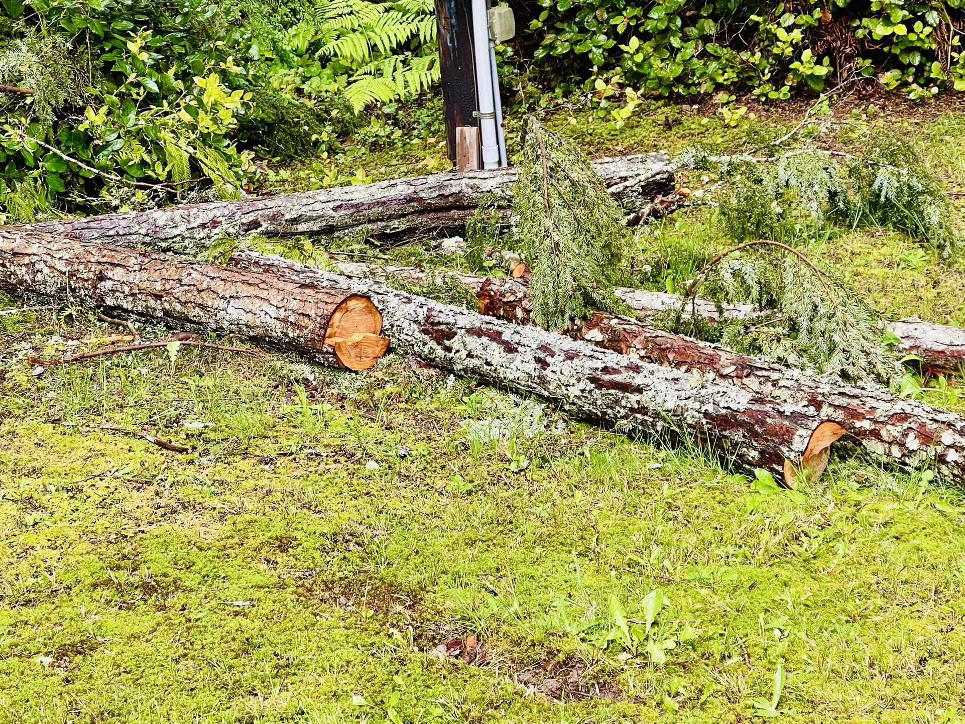 Free Logs In Kingston