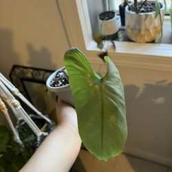 philodendron silver sword 