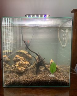 14 gallon cube fish tank