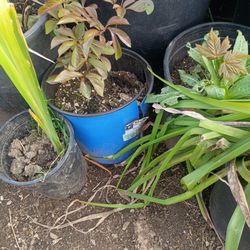 Full grown peony plant