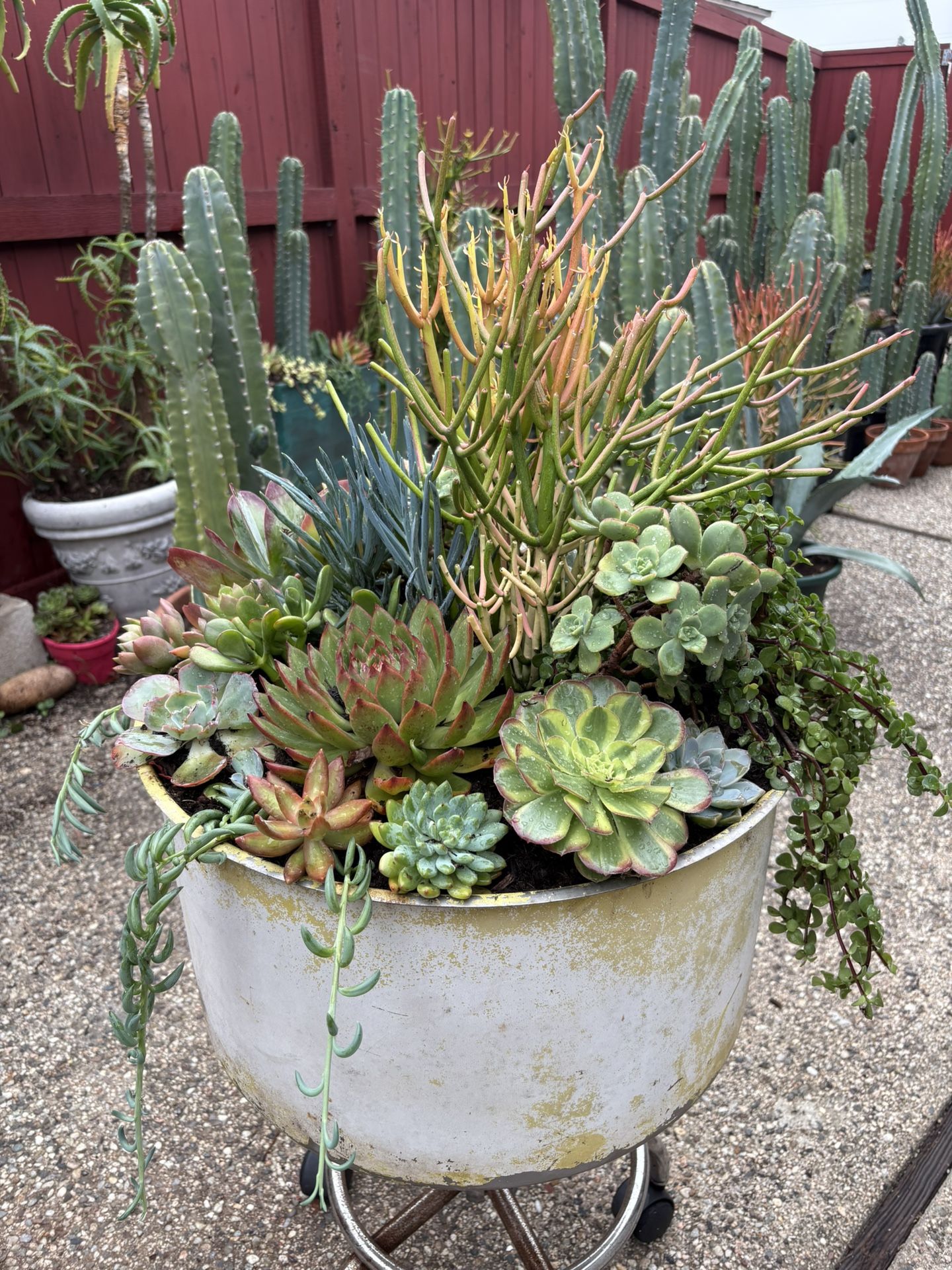Large Succulent Garden
