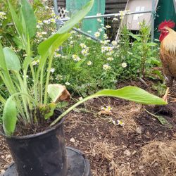 Medicinal, Herbal, And Ornamental Plants For Sale