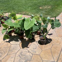 Tropicales Plants