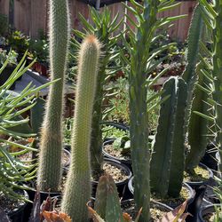 Cactus 4”inch pot $5