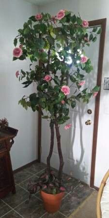 Tree in clay pot! 7 ft. Tall & 20 lbs!