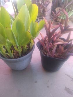 2 plants