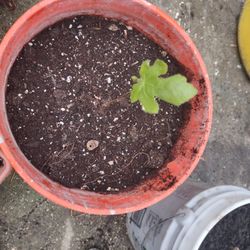 Fig Tree