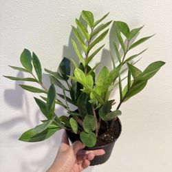 Houseplant Rare ZZ Chameleon Plant 5”