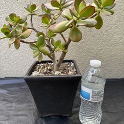 Jade Plant