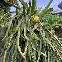 Dragonfruit Cuttings Garden