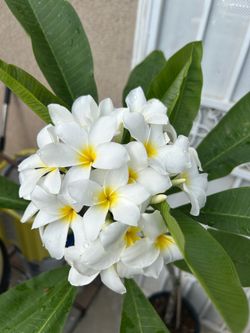 Plumeria