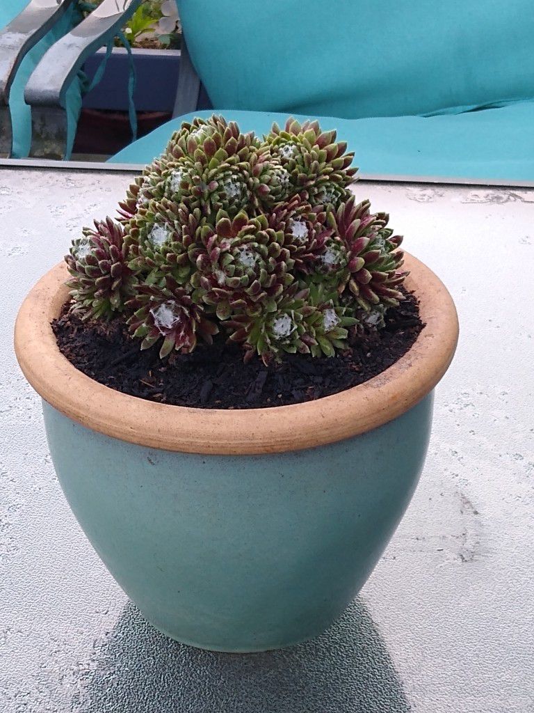 Succulent In Ceramic Planter