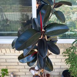 Ficus Elastica Aka Rubber Fig Plant