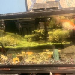 Aquarium 60 Gallón Tank Only 