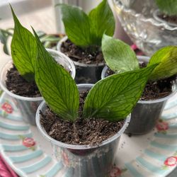 Hoya Polyneura Plant