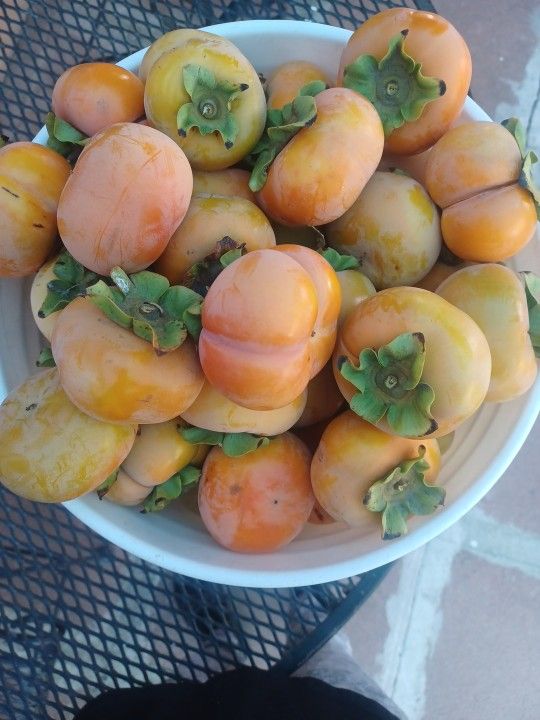 Percimos 12 Pcs Fir $7