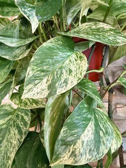 Marble Queen Pothos ā 6 Inch, Extra Long ā $28 each šæ