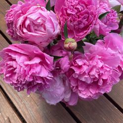 Peonies Cut Flowers For Sale 