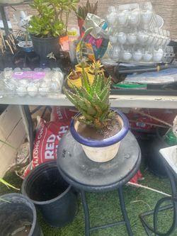 ALOE NOBILIS