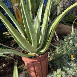 Aloe Vera 