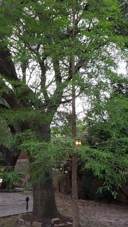 Bald cypress tree 25', in ground, you must hire a tree mover and refill hole.